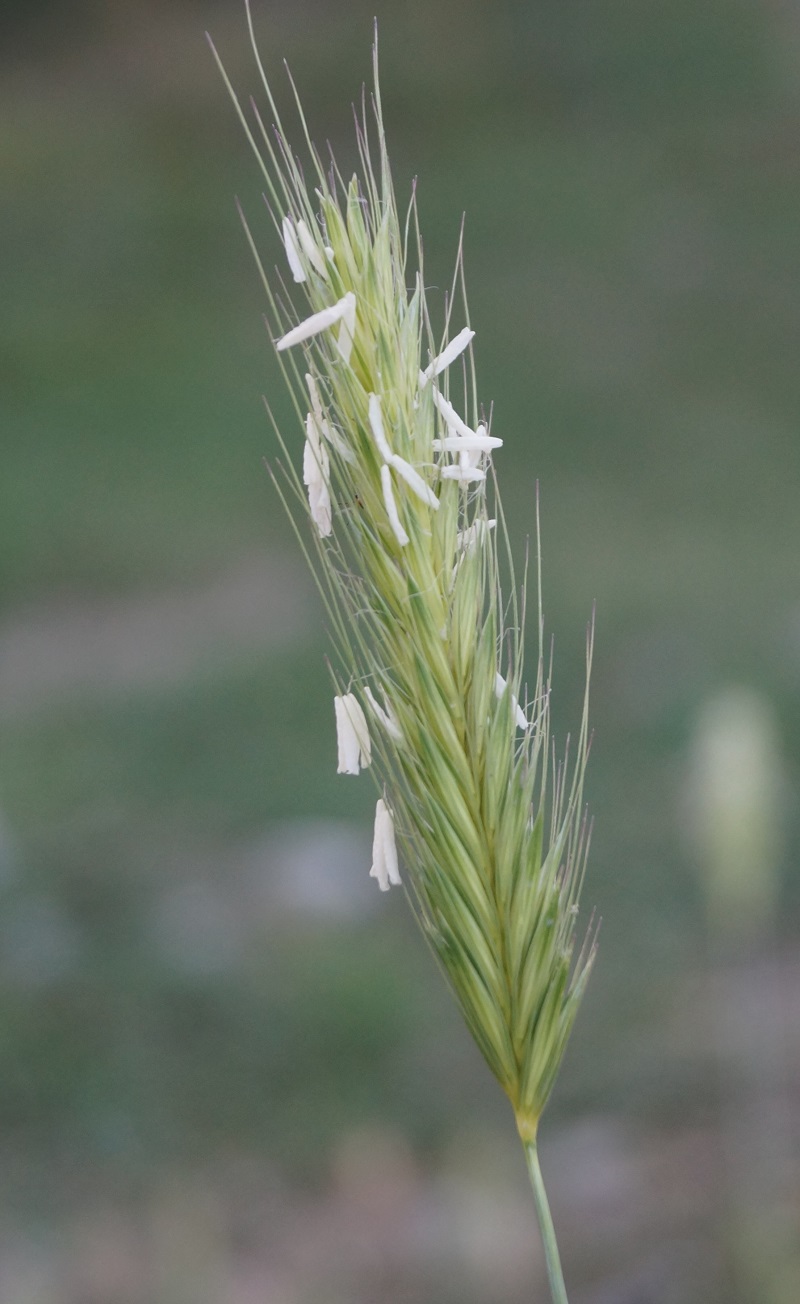 Image of Hordeum murinum specimen.