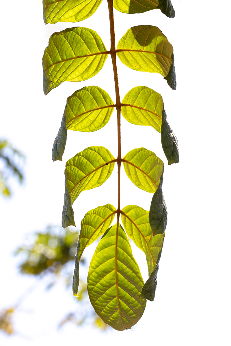 Image of Spathodea campanulata specimen.