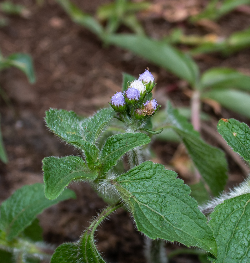 Image of Ageratum houstonianum specimen.