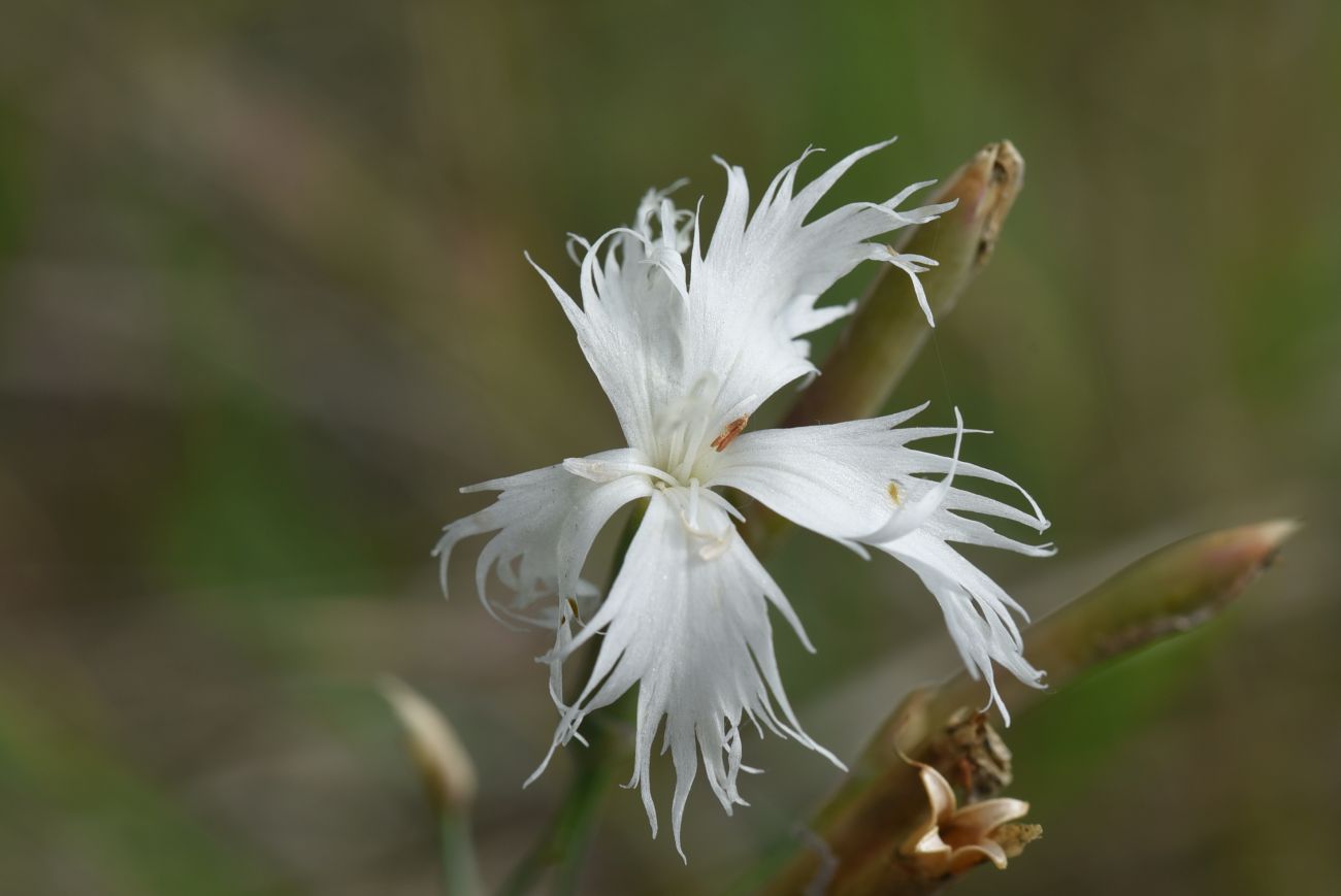 Image of genus Dianthus specimen.