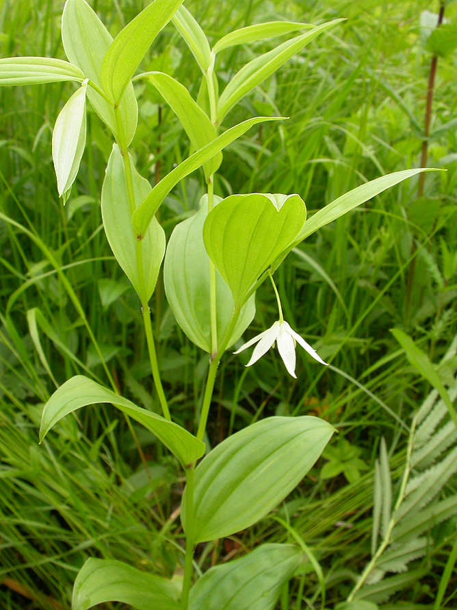 Изображение особи Disporum smilacinum.