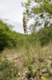 Epipactis helleborine. Цветущее растение. Дагестан, Карабудахкентский р-н, окр. с. Губден, просвет в дубовом лесу, глинистый склон. 14 июня 2023 г.