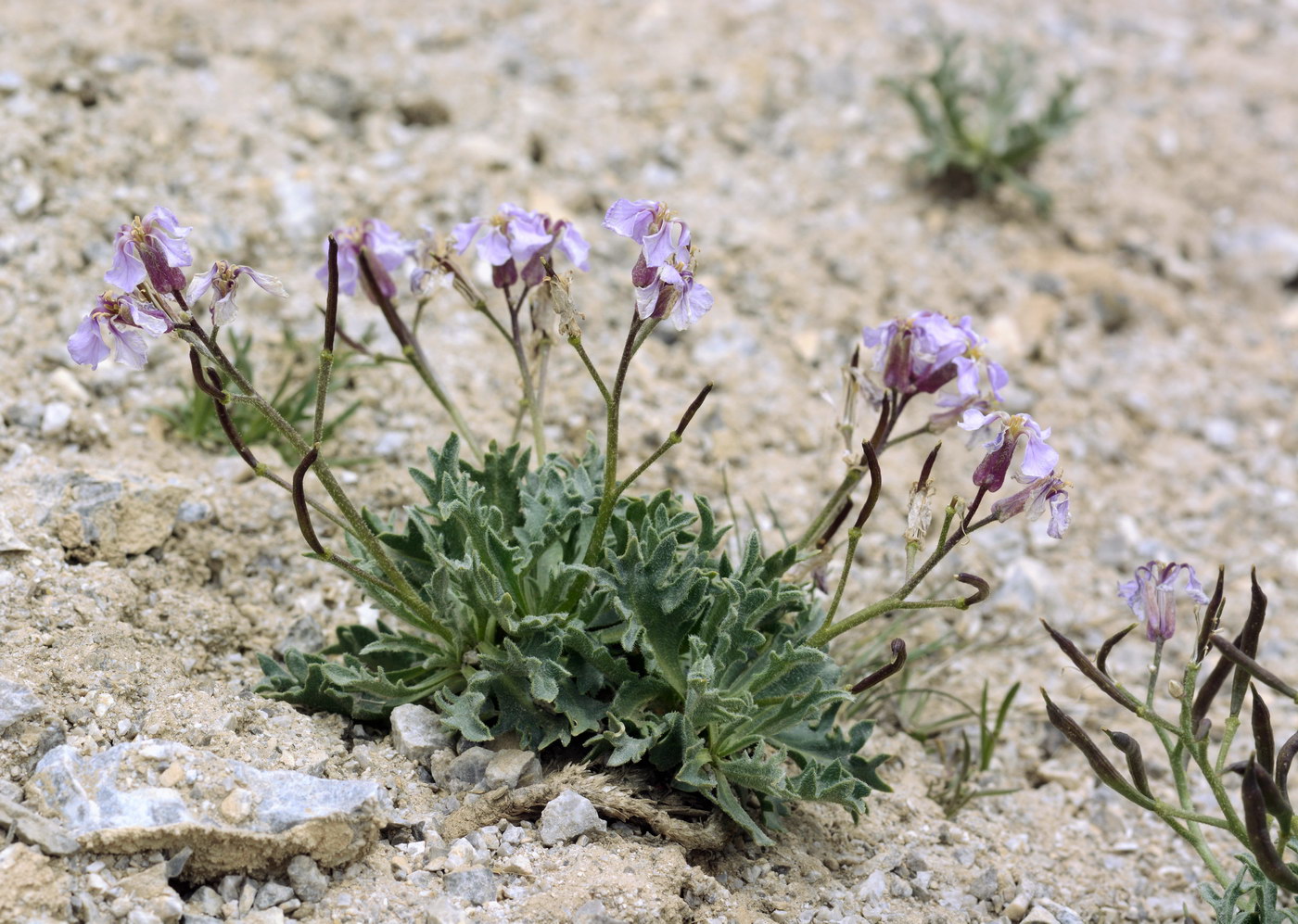 Image of Parrya turkestanica specimen.