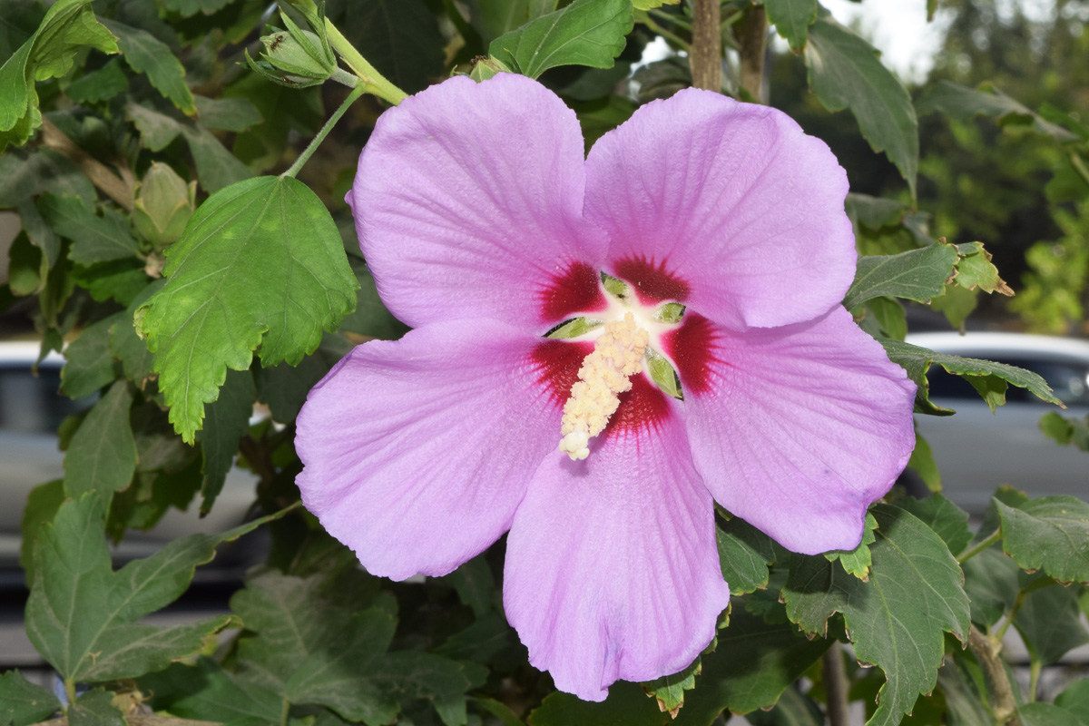 Image of Hibiscus syriacus specimen.