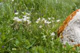 Cerastium purpurascens. Цветущие растения. Адыгея, Кавказский биосферный заповедник, гора Гузерипль, ≈ 2100 м н.у.м., субальпийский луг. 28.06.2023.