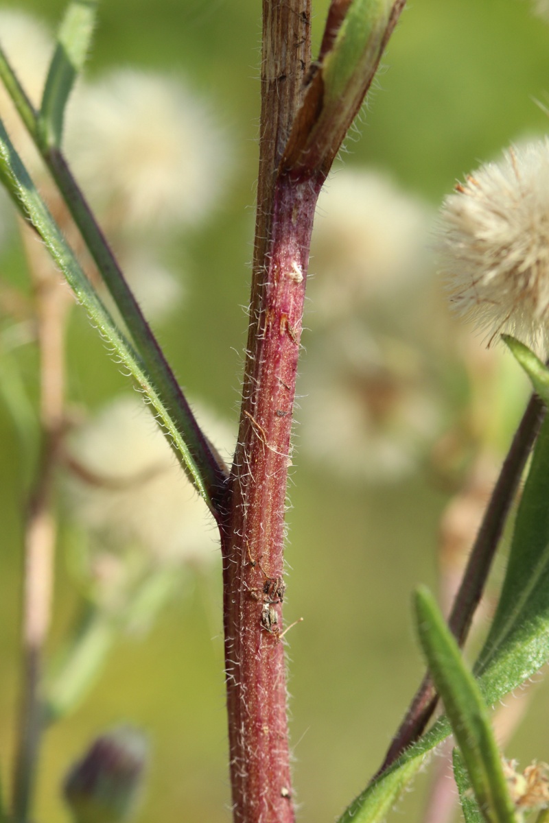 Image of Erigeron acris specimen.