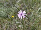Смотреть изображение Scorzonera purpurea
