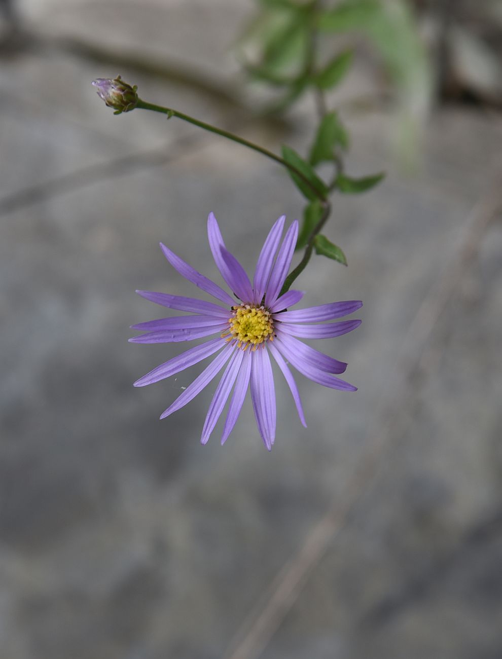 Изображение особи Aster bessarabicus.