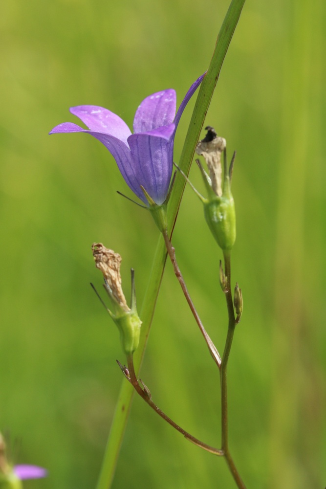 Image of Campanula patula specimen.