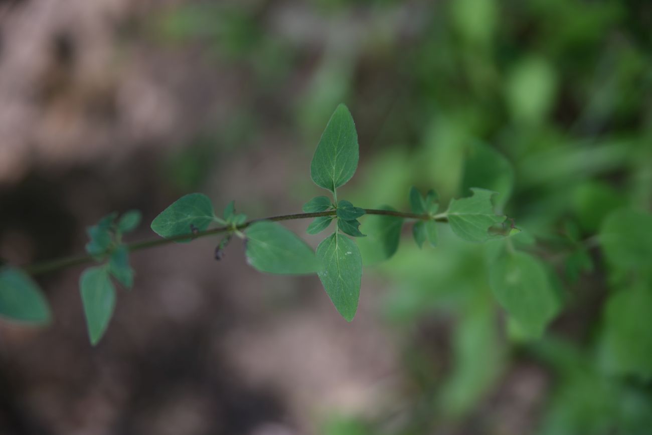 Image of Origanum vulgare ssp. viride specimen.