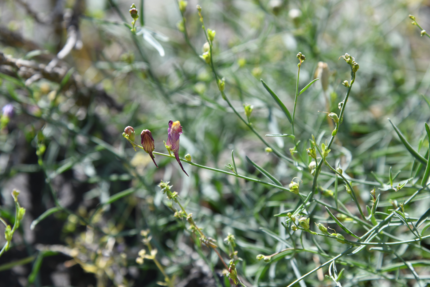 Image of Linaria popovii specimen.