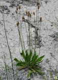 Plantago lanceolata