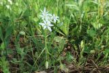 Ornithogalum woronowii. Цветущее растение. Краснодарский край, м/о г. Геленджик, окр с. Возрождение, гора Шахан, луговой склон. 20.04.2024.