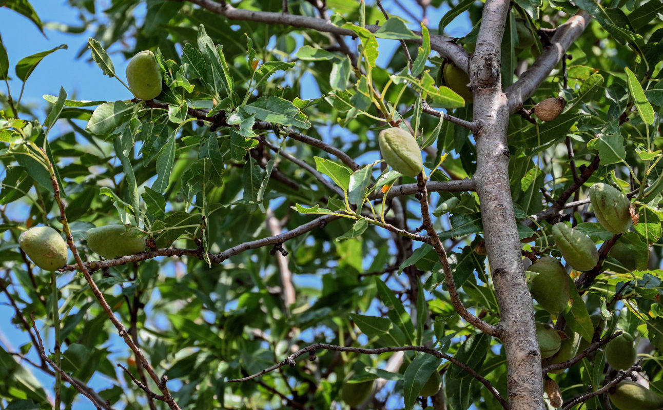 Изображение особи Amygdalus communis.