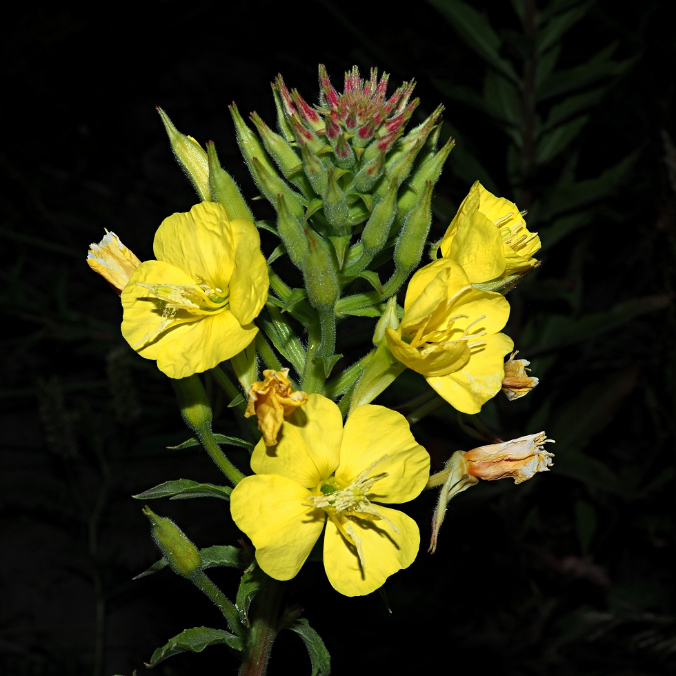 Image of Oenothera biennis specimen.