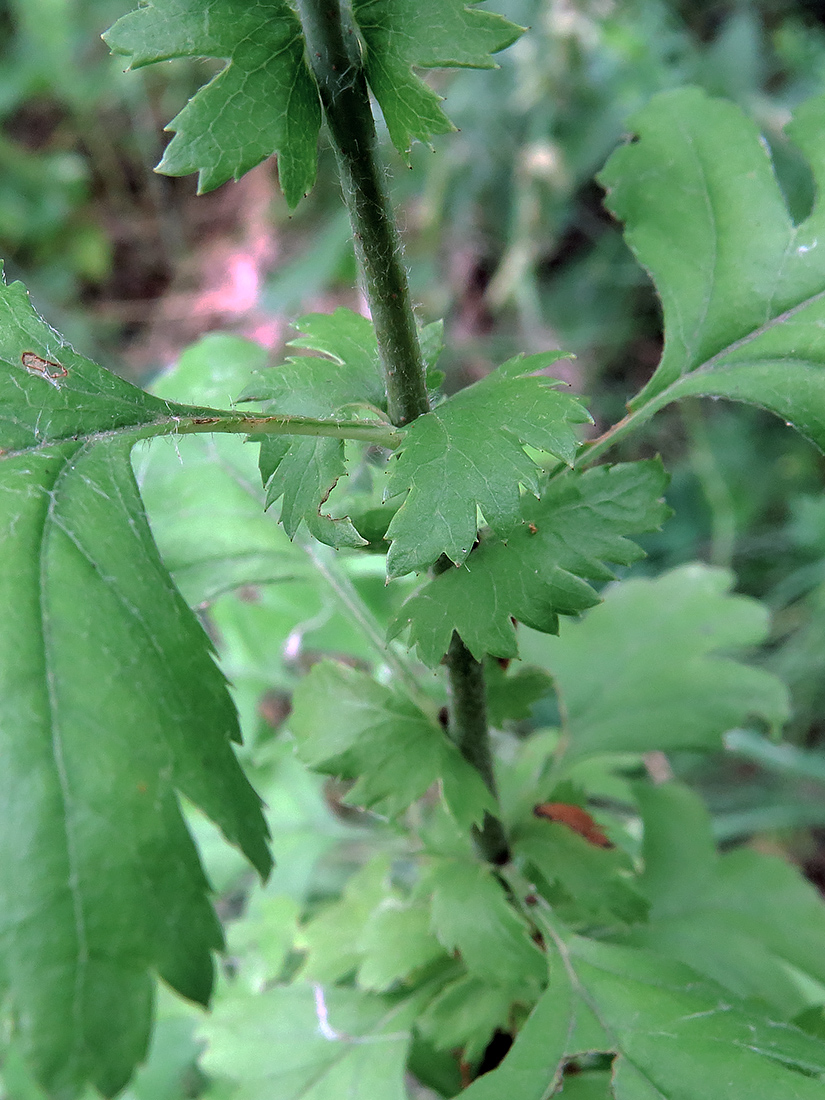 Image of Crataegus monogyna specimen.