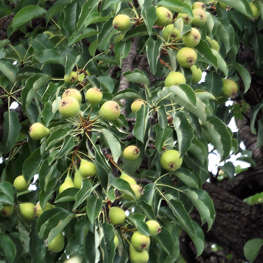 Image of Pyrus communis specimen.