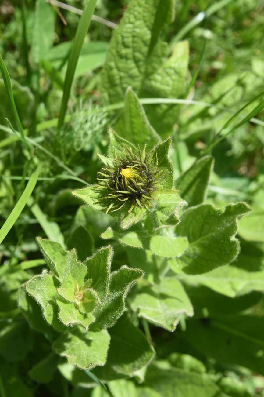 Изображение особи Inula orientalis.