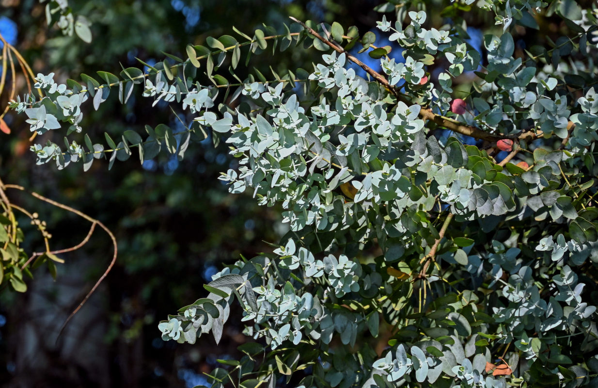 Изображение особи Eucalyptus cinerea.