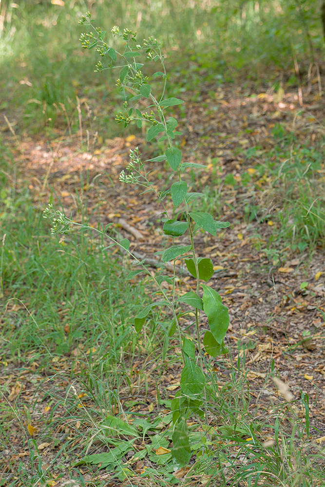 Image of Inula conyza specimen.