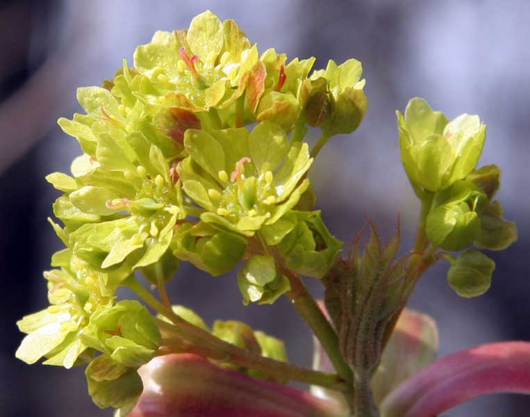 Image of Acer platanoides specimen.