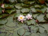 Nymphaea × marliacea. Цветки и листья. Крым, Южный Берег, окр. пос. Лесной, небольшое озеро. 26.05.2024.