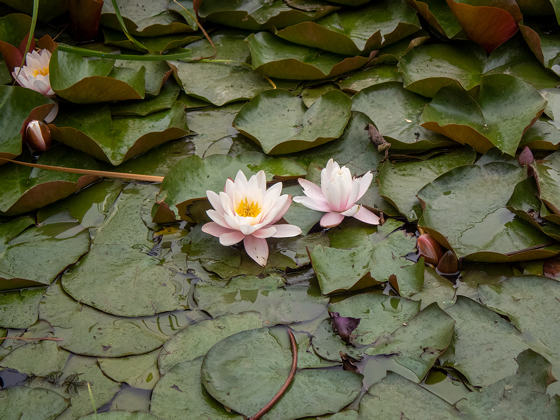 Image of Nymphaea &times; marliacea specimen.