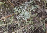 Artemisia caerulescens подвид gallica. Нижние части веточек и верхушка вегетативного побега. Испания, автономное сообщество Каталония, провинция Жирона, комарка Баш Эмпорда, муниципалитет Тороэлья-де-Монгри, окр. устья р. Тер, осушенный маршевый луг Платера (Platera). 22.09.2024.