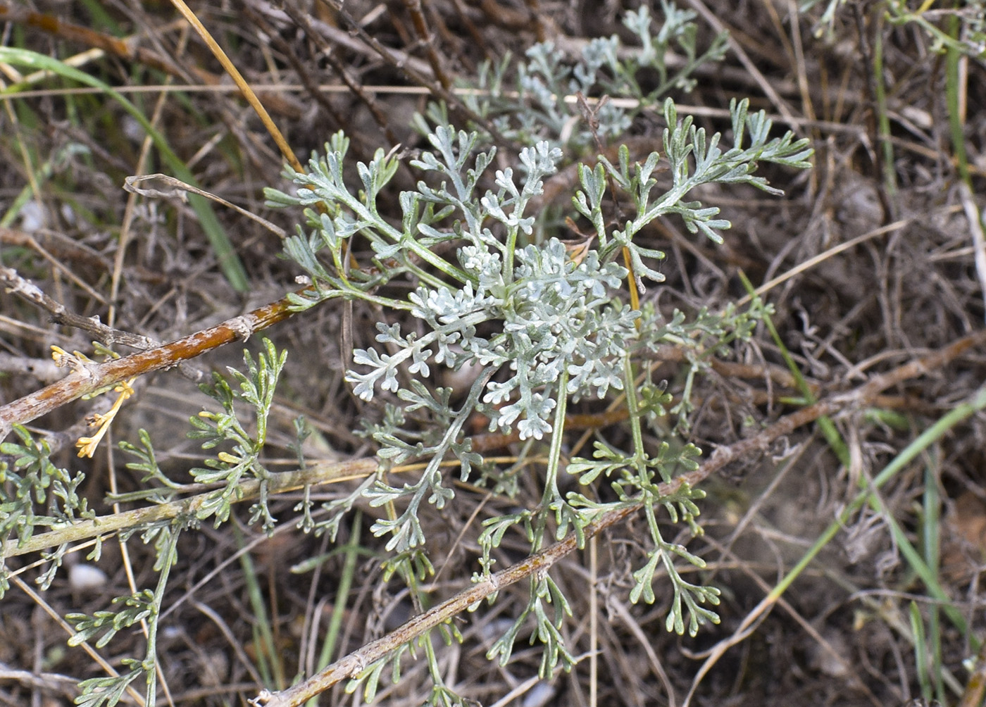 Image of genus Artemisia specimen.