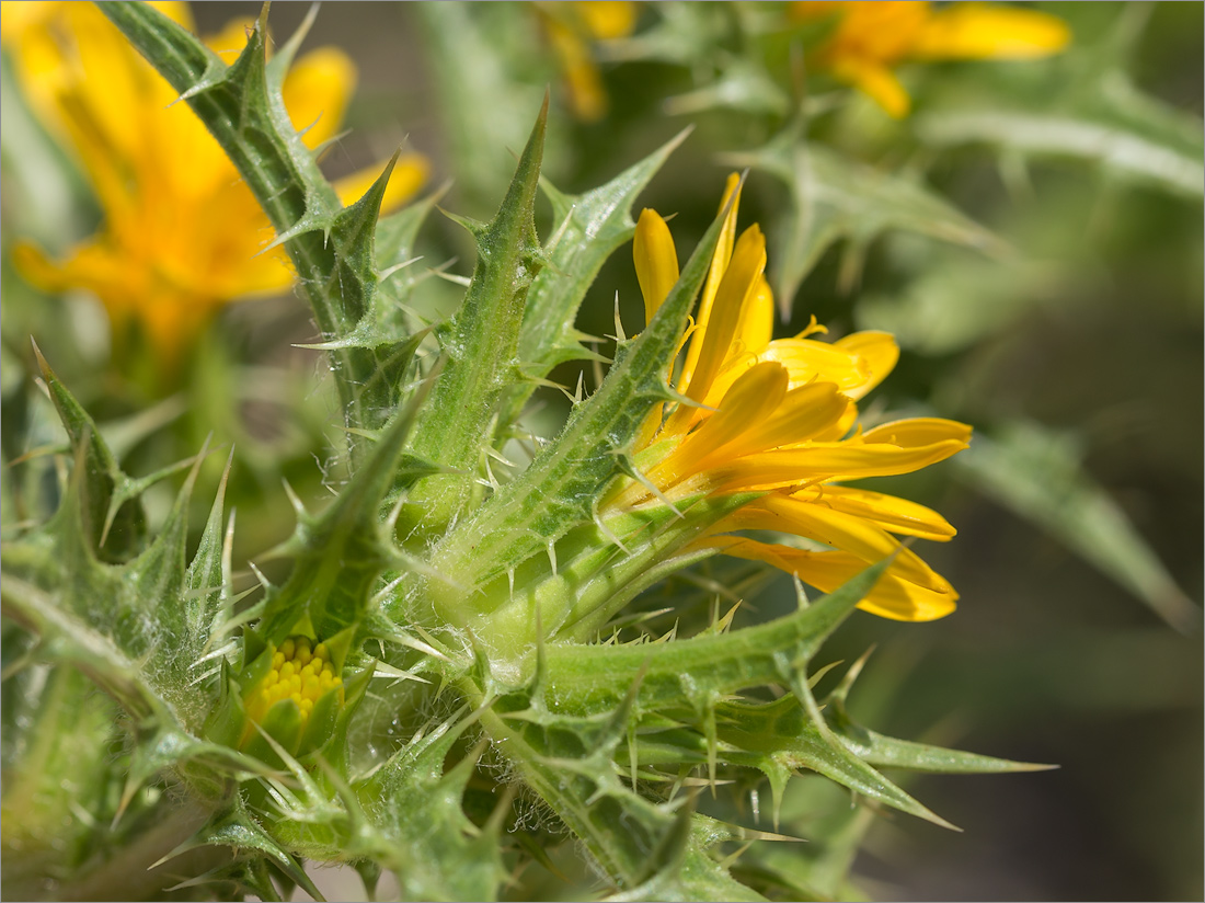 Изображение особи Scolymus hispanicus.