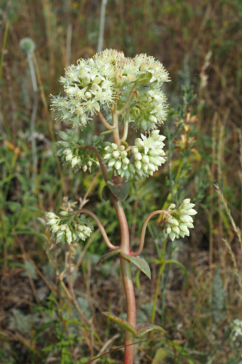 Image of Hylotelephium stepposum specimen.