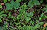 Melampyrum sylvaticum. Цветущее растение в сообществе с Fragaria vesca, Geranium. Вологодская обл., Кирилловский р-н, окр. с. Горицы, гора Маура, смешанный лес. 12.07.2024.