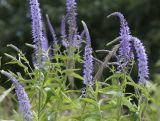 Veronica longifolia