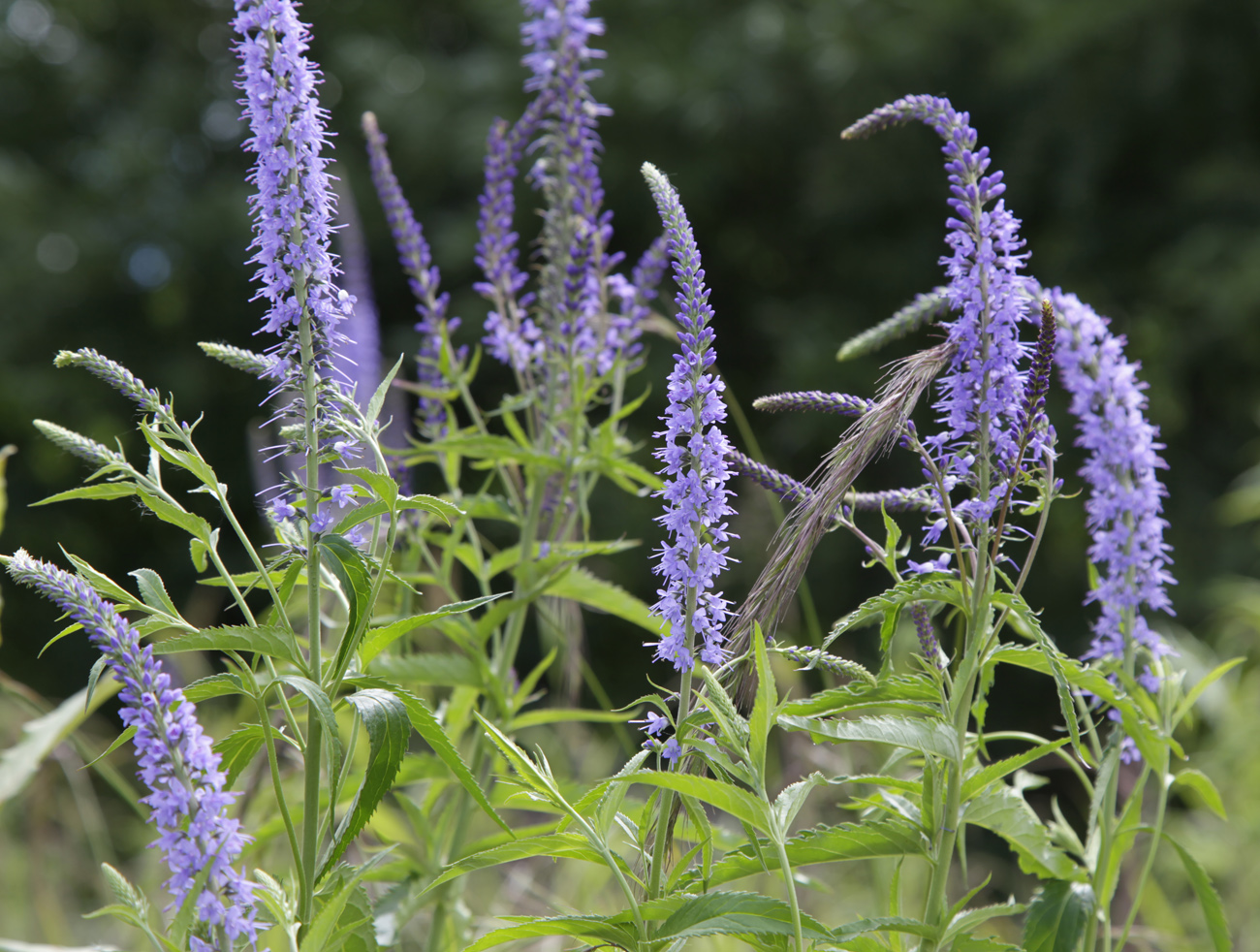 Изображение особи Veronica longifolia.