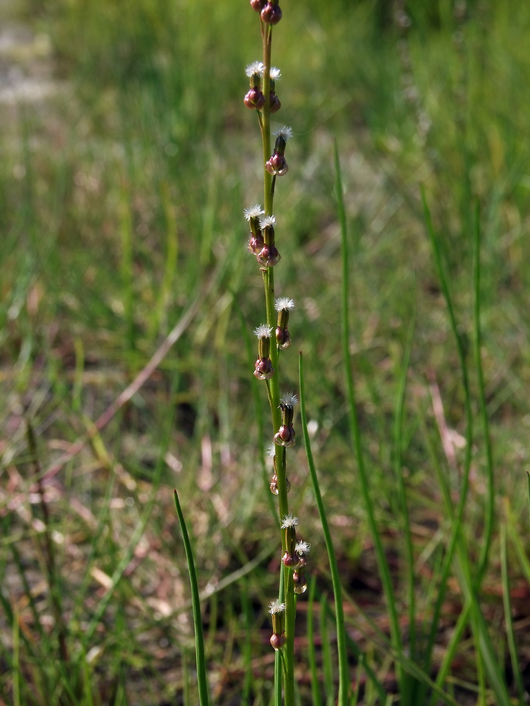 Image of Triglochin palustris specimen.