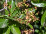 genus Pyracantha. Верхушка побега с соплодием с незрелыми плодами. Крым, Южный Берег, городской округ Ялта, Массандровский парк. 29.05.2024.