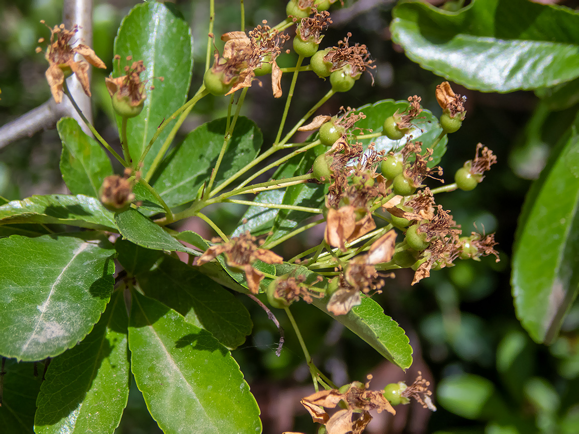 Image of genus Pyracantha specimen.