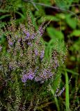 Calluna vulgaris. Верхушка цветущего растения. Вологодская обл., Сокольский р-н, Оларевская гряда, смешанный лес. 13.07.2024.