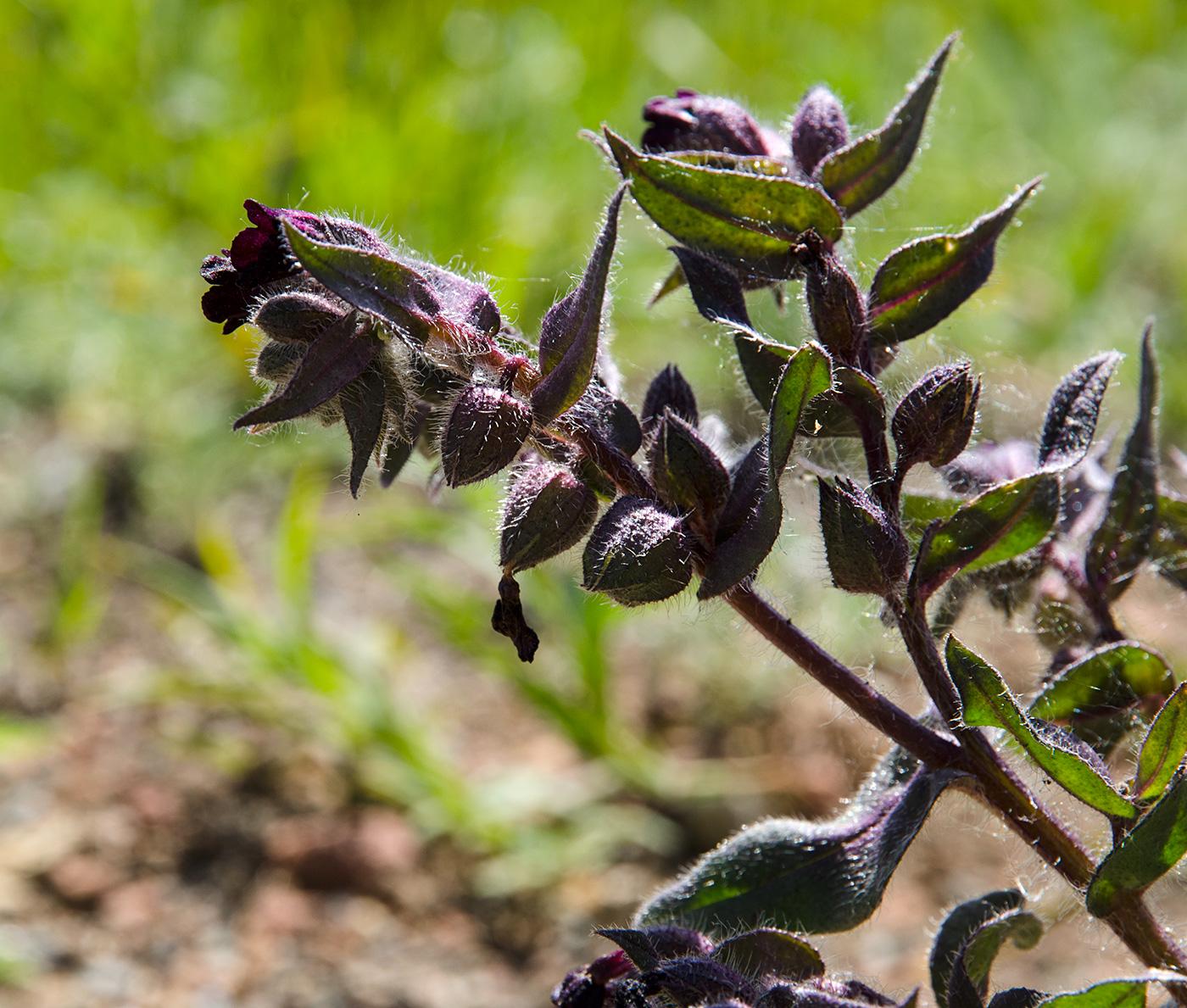 Image of Nonea rossica specimen.