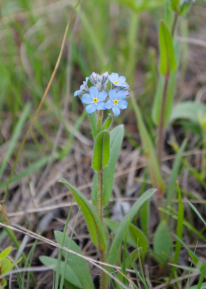 Image of Myosotis sylvatica specimen.