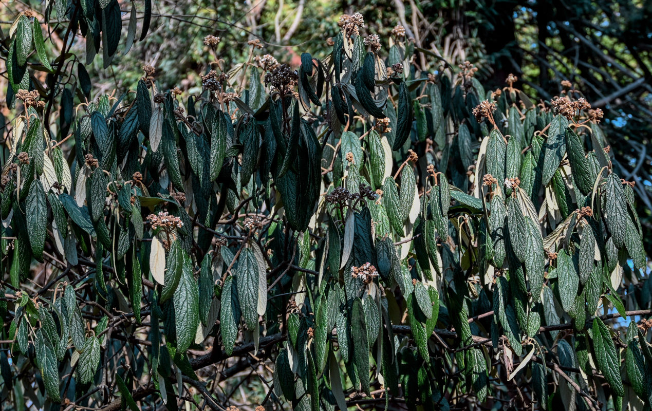 Изображение особи Viburnum rhytidophyllum.