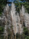View full-size image Cortaderia selloana