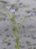 View full-size image Linum usitatissimum