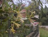 View full-size image Lonicera periclymenum