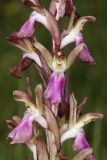 View full-size image Anacamptis collina subspecies fedtschenkoi