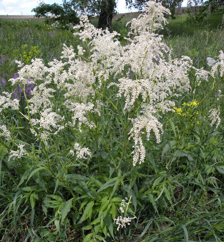 Изображение особи Aconogonon alpinum.