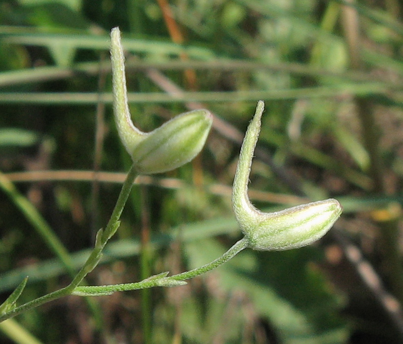 Image of Delphinium consolida specimen.