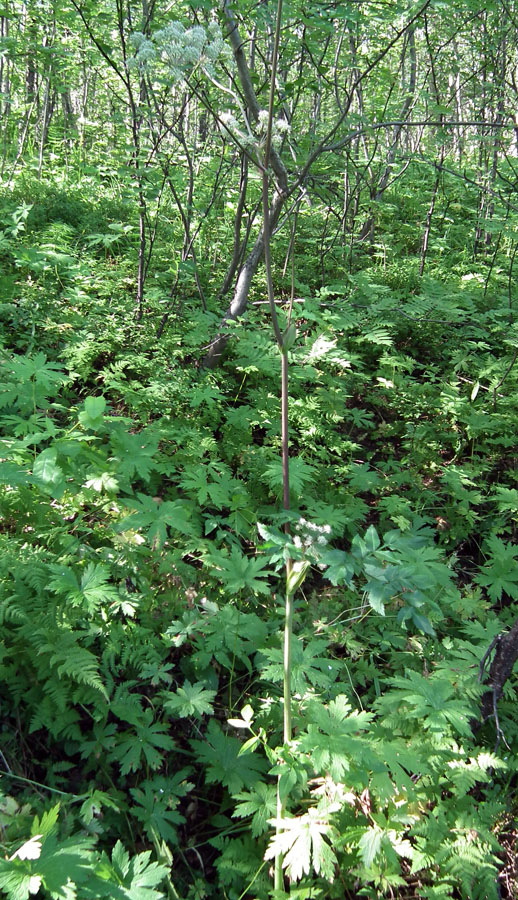 Изображение особи Angelica sylvestris.