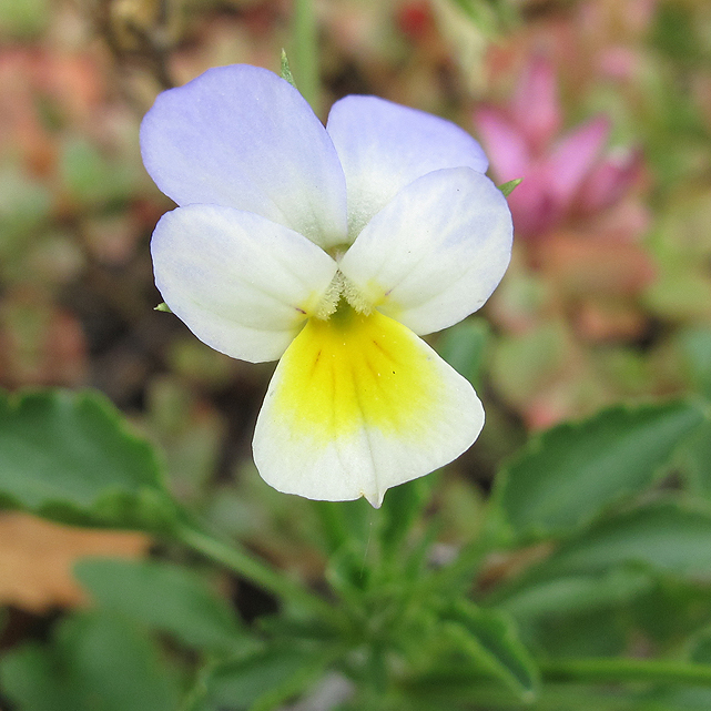 Image of Viola tricolor specimen.