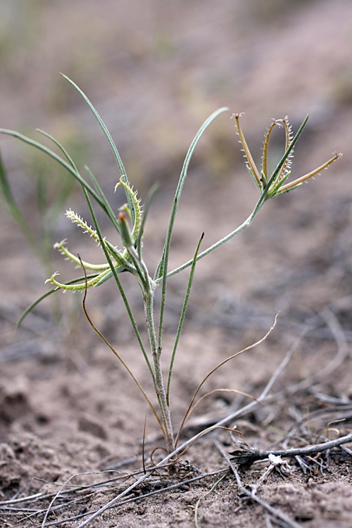 Image of Koelpinia linearis specimen.